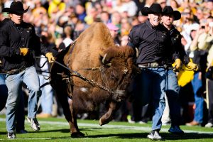 Ralphie V takes the field with his handlers. The No. 2 Oregon Ducks play the Colorado Buffaloes at Folsom Field in Boulder, Co. on Oct. 5, 2013. (Michael Arellano/Emerald)